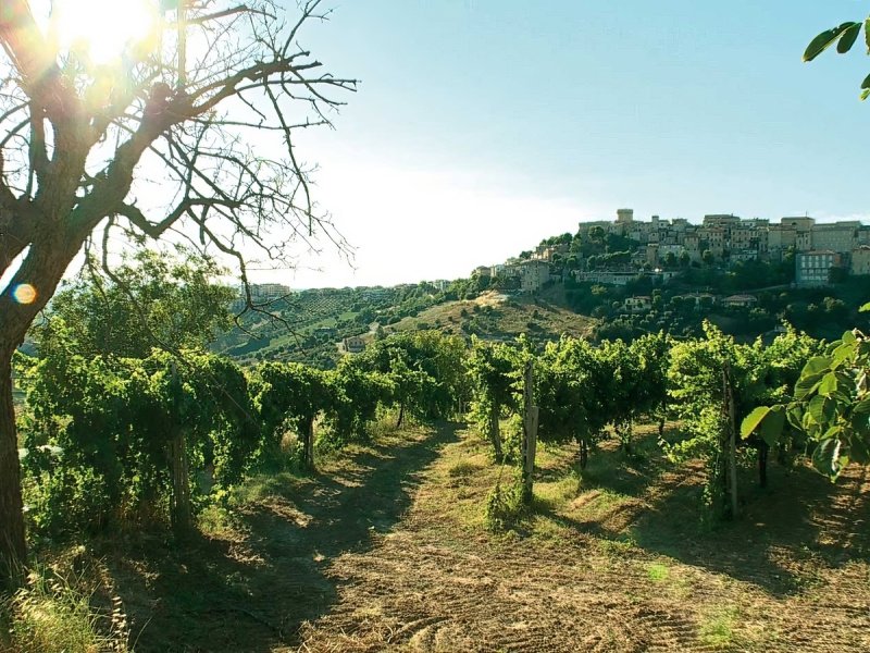 Exploitation agricole à Acquaviva Picena