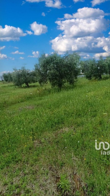 Landwirtschaftliche Fläche in Scansano