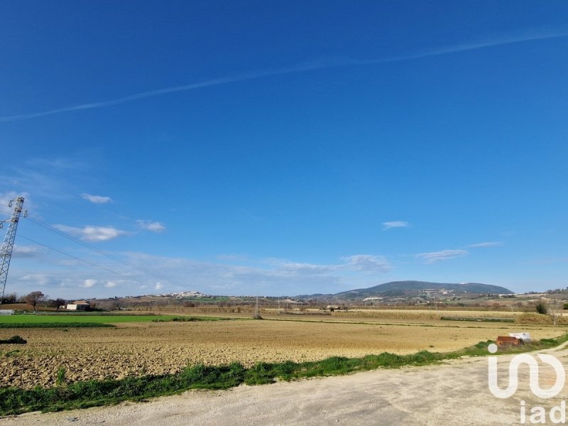 Terrain agricole à Castelfidardo