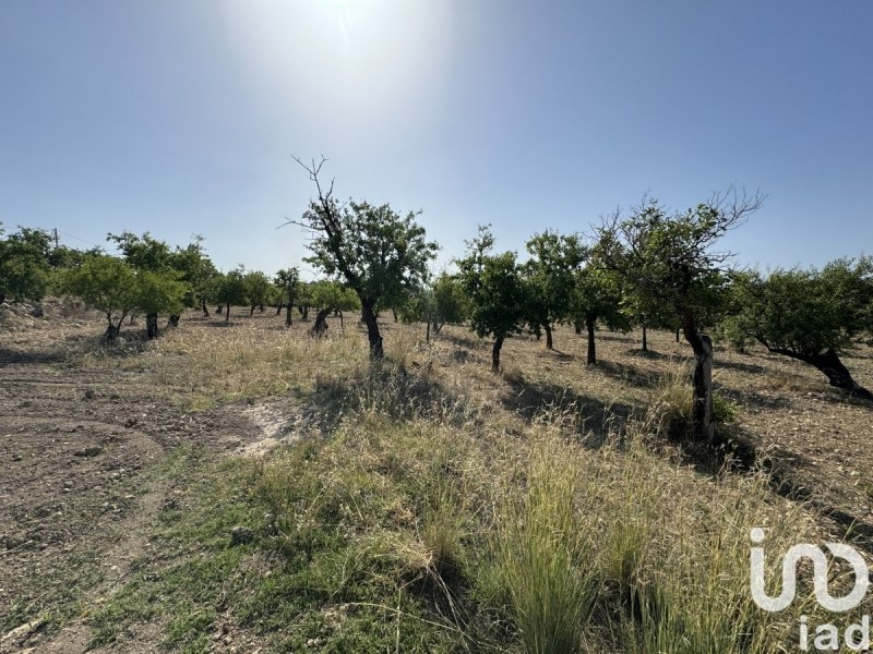 Terreno agrícola en Avola