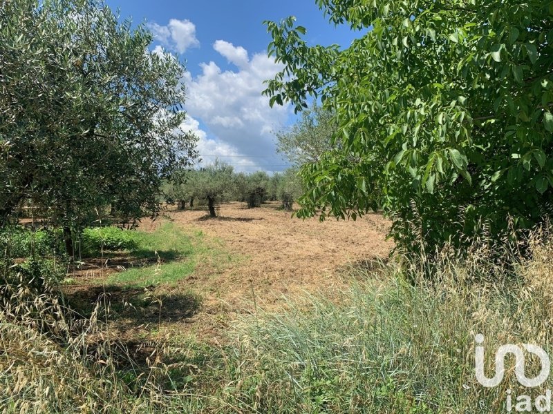 Agricultural land in Loreto Aprutino