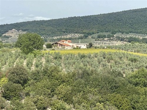 Exploitation agricole à Montecchio