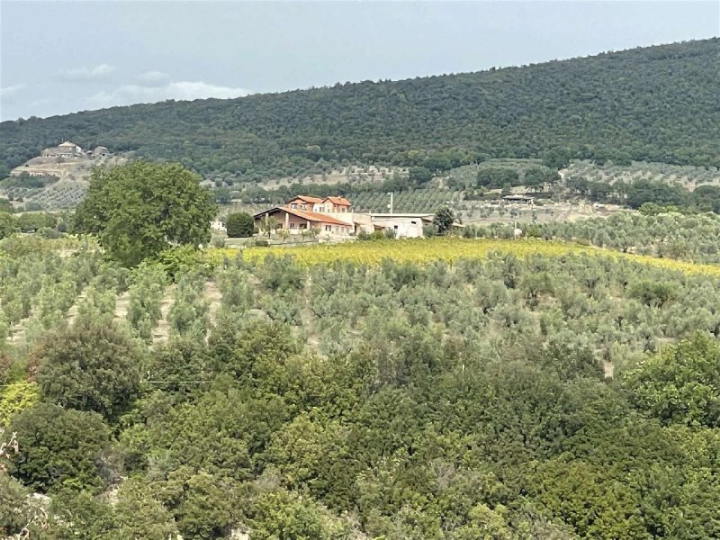 Explotación agrícola en Montecchio