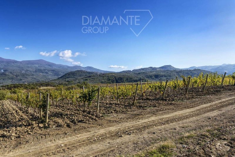 Explotación agrícola en Castel del Piano