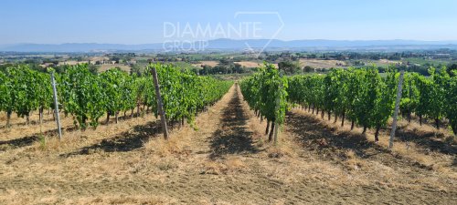 Explotación agrícola en Montepulciano