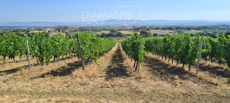 Exploitation agricole à Montepulciano