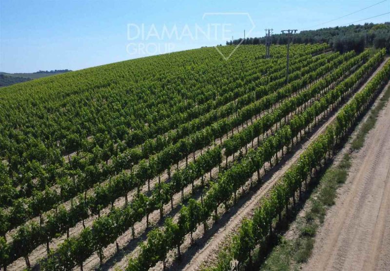 Landwirtschaftlicher Betrieb in Montalcino