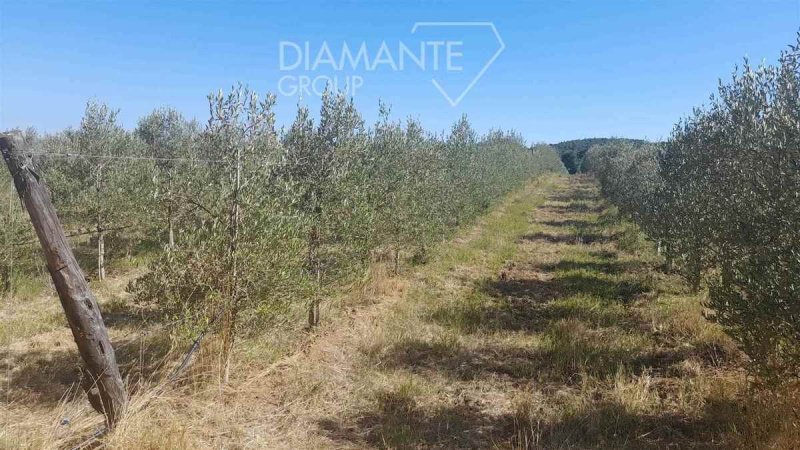 Terreno agricolo a Roccastrada