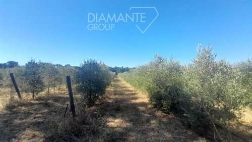 Terreno agrícola en Roccastrada