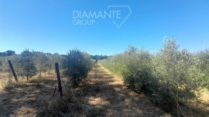 Agricultural land in Roccastrada