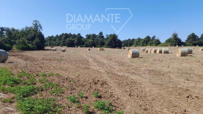 Landwirtschaftliche Fläche in Acquapendente