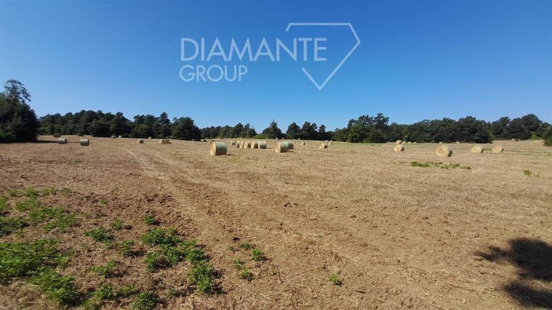 Terreno agrícola em Acquapendente