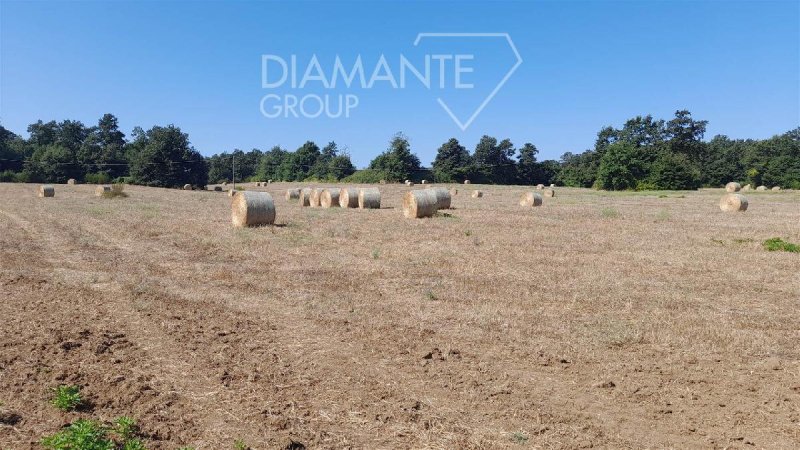 Terreno agrícola em Acquapendente