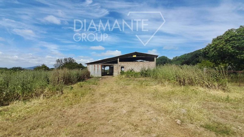 Exploitation agricole à Manciano