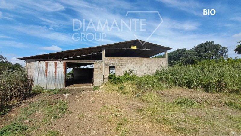 Exploitation agricole à Manciano