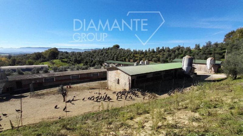 3 Bedrooms Farm for sale in Arezzo [794861] | Gate-away®