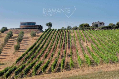 滨海马萨农业公司