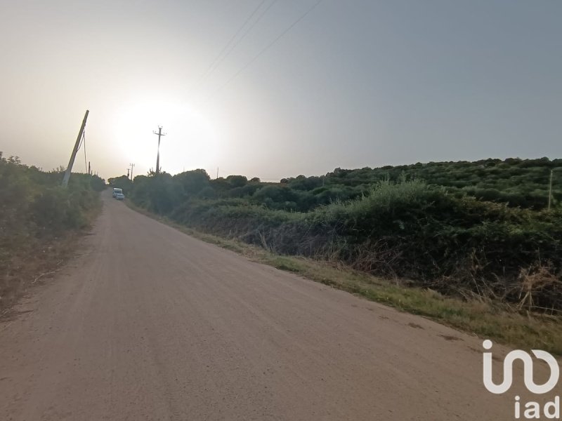 Agricultural land in Olbia