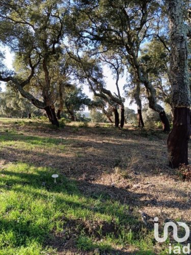 Terreno agricolo a Telti