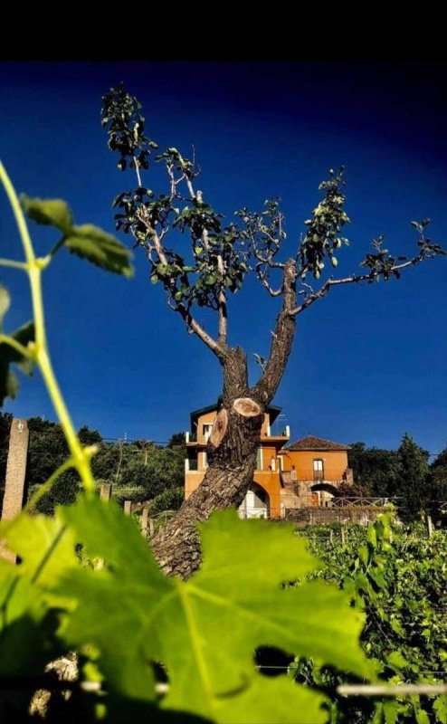 Ferme à Linguaglossa