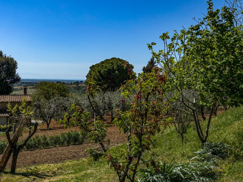 Terreno edificabile a Casale Marittimo