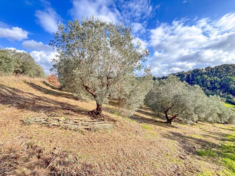 Byggtomt i Riparbella