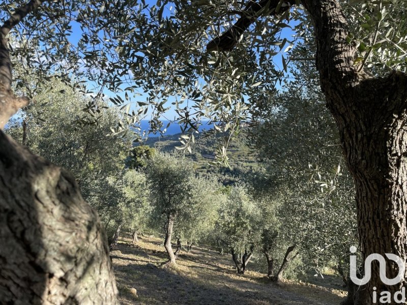 Agricultural land in Cipressa