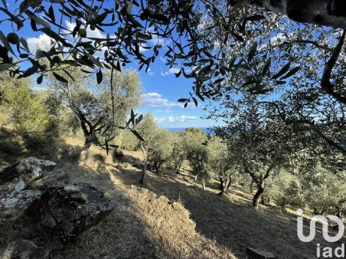 Terreno agrícola en Cipressa