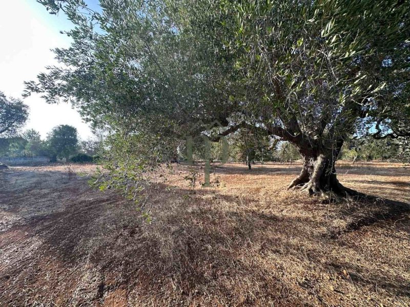 Terreno agricolo a Carovigno