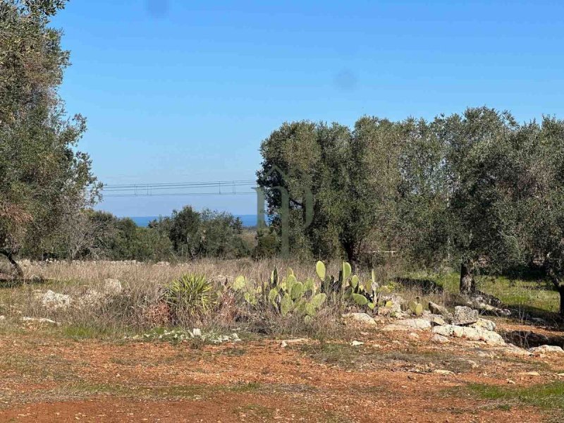 Terreno agricolo a Carovigno