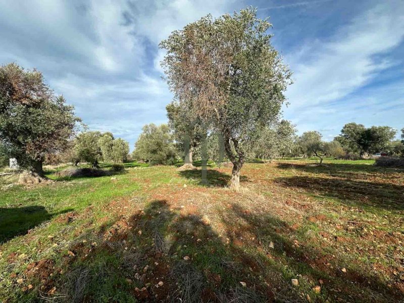 Building plot in Carovigno