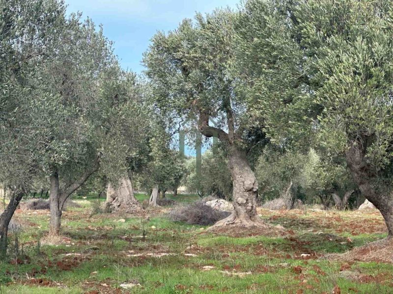 Building plot in Carovigno