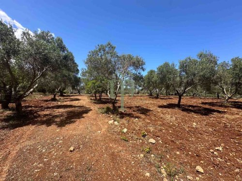 Building plot in Carovigno