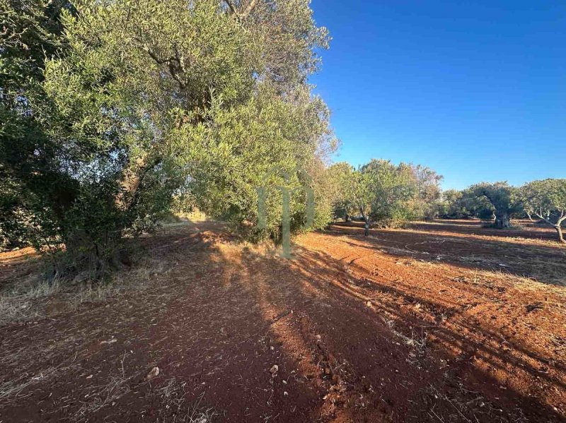 Terreno em Carovigno