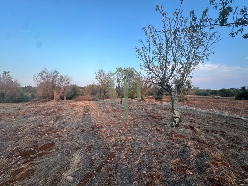 Terreno agrícola em Carovigno