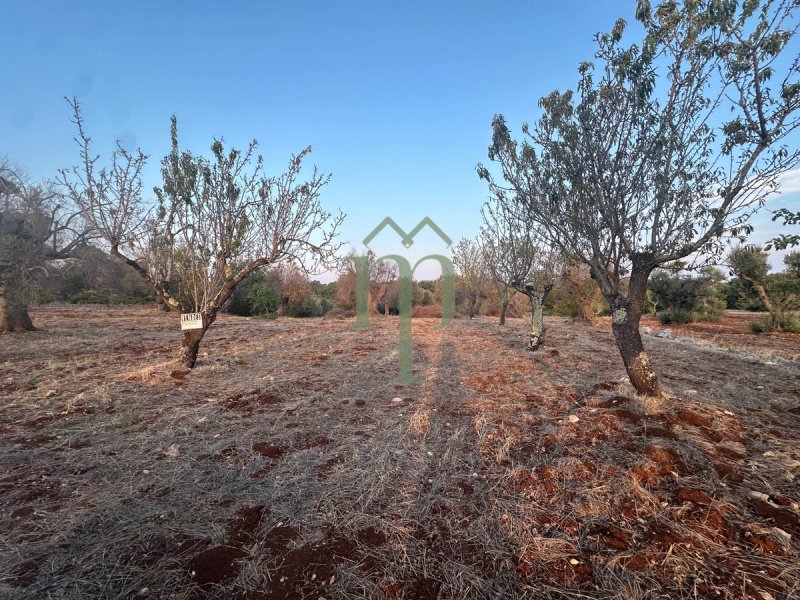 Terreno agricolo a Carovigno