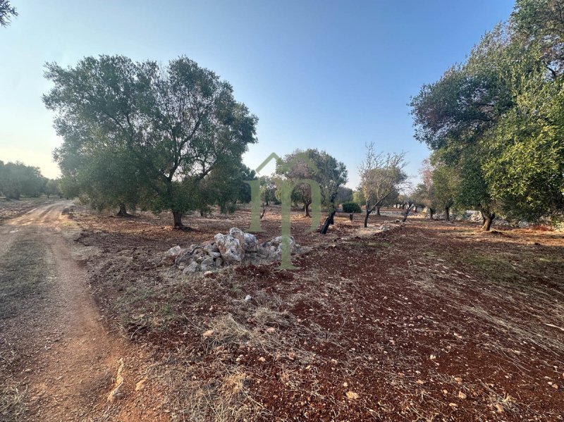 Terreno agrícola en Carovigno