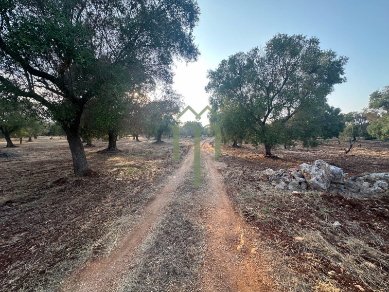 Landbouwgrond in Carovigno