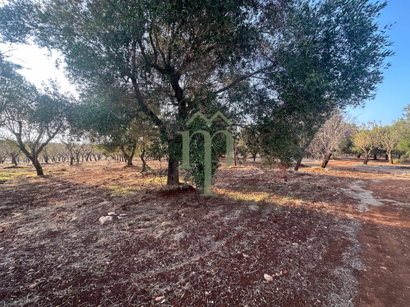 Agricultural land in Carovigno