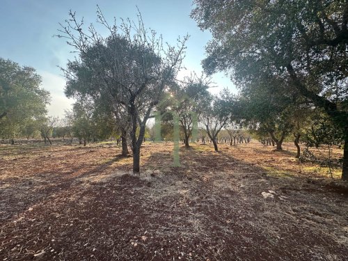 Terreno agrícola en Carovigno