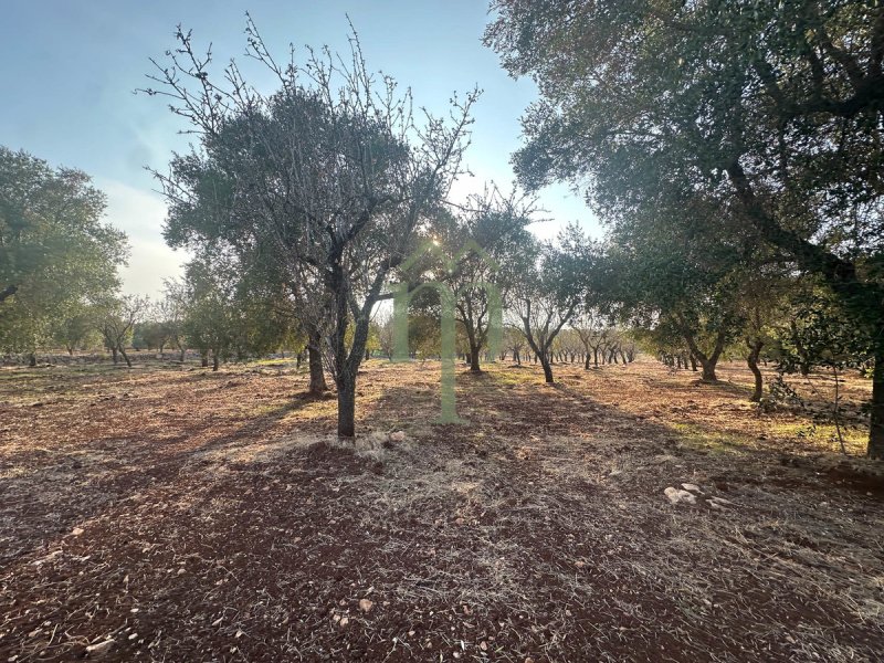 Terreno agrícola em Carovigno