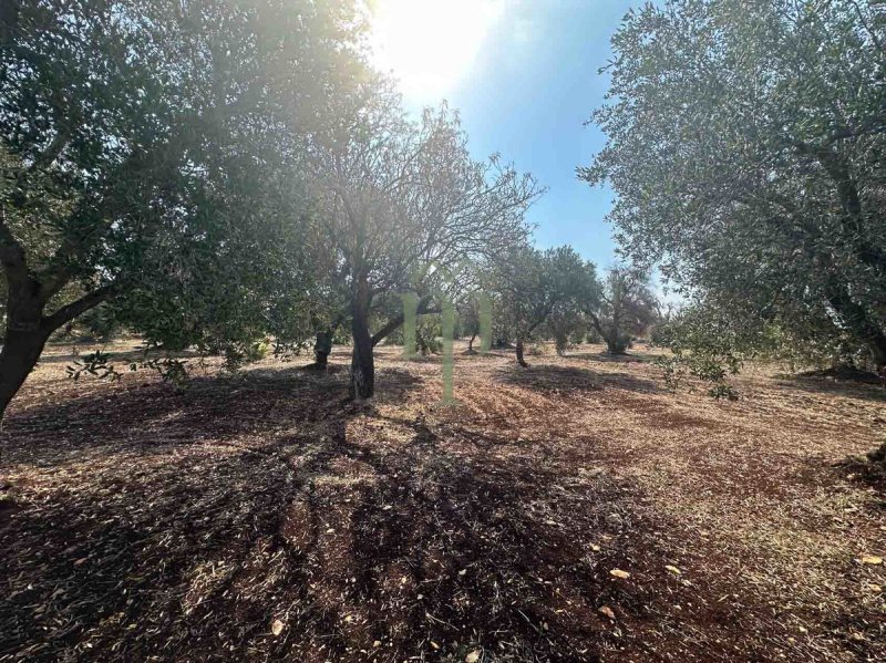 Trullo a Carovigno