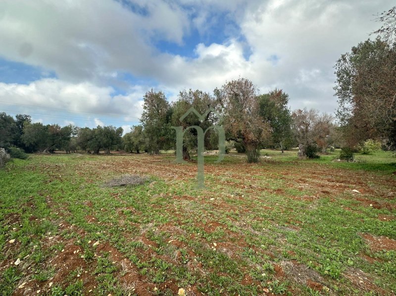 Terreno agricolo a Carovigno