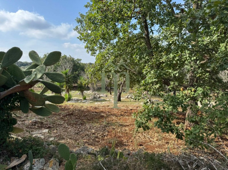 Trullo (Rundhaus) in Carovigno