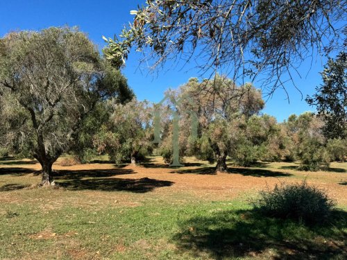 Terreno para construção em San Vito dei Normanni