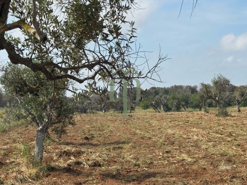 Terreno para construção em Carovigno