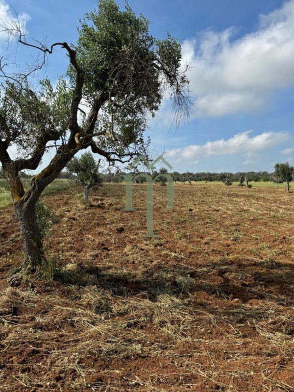 Terreno para construção em Carovigno
