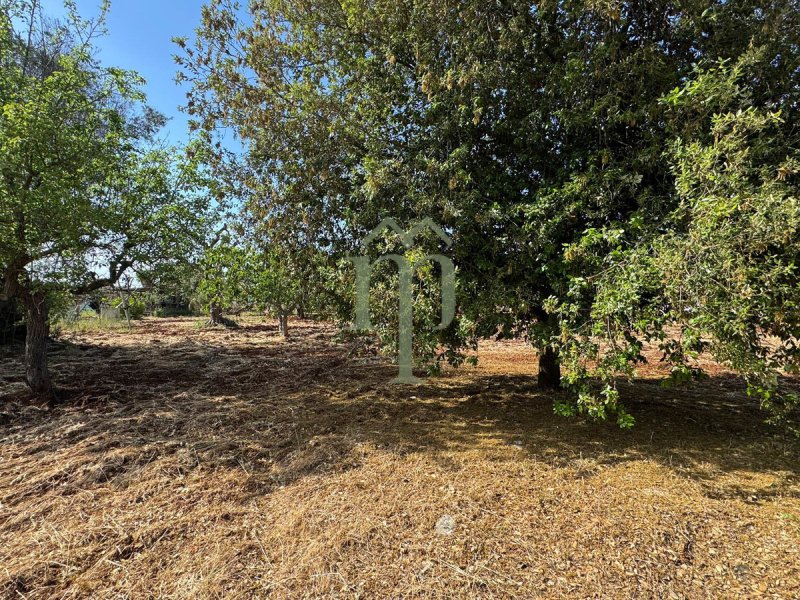 Terreno para construção em Carovigno