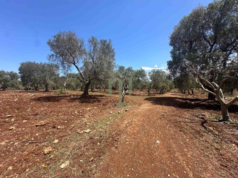 Byggtomt i Carovigno