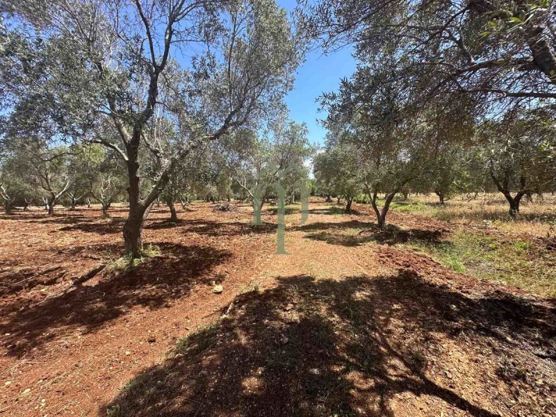 Byggtomt i Carovigno